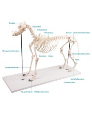 Scheletro di Cane a grandezza naturale Erler Zimmer VET1700 Scheletro di Cane a grandezza naturale Erler Zimmer VET1700