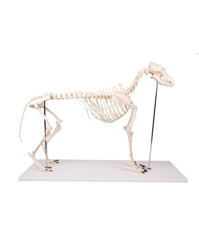 Scheletro di Cane a grandezza naturale Erler Zimmer VET1700