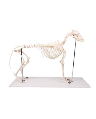 Scheletro di Cane a grandezza naturale Erler Zimmer VET1700 Scheletro di Cane a grandezza naturale Erler Zimmer VET1700
