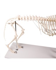 Scheletro di Cane a grandezza naturale Erler Zimmer VET1700 Scheletro di Cane a grandezza naturale Erler Zimmer VET1700