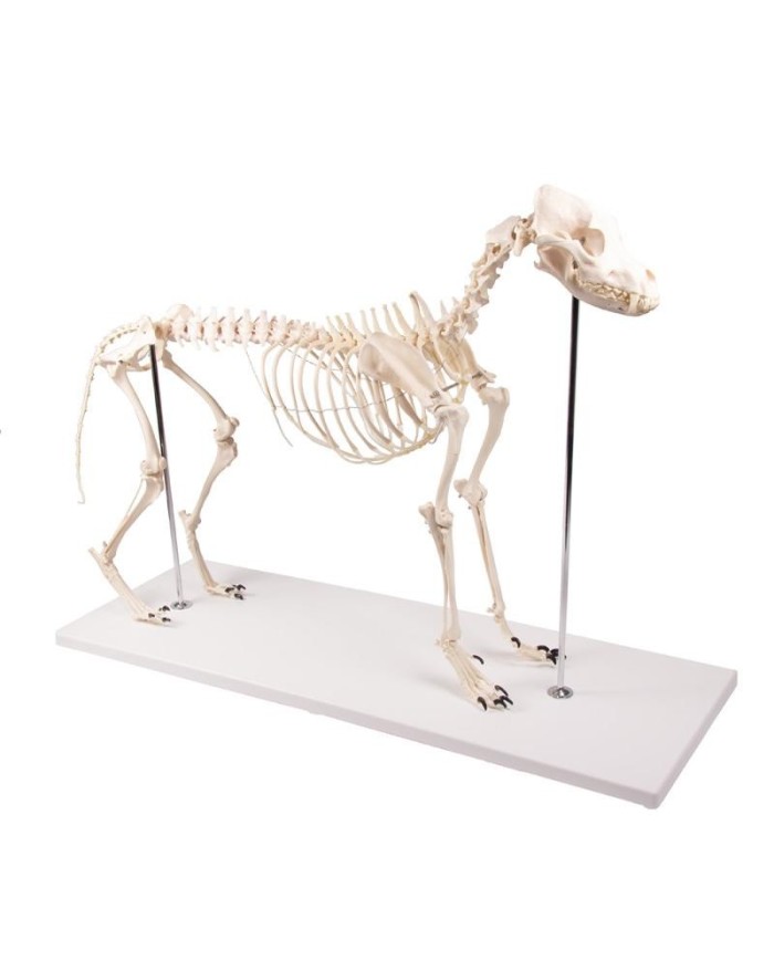 Scheletro di Cane a grandezza naturale Erler Zimmer VET1700 Scheletro di Cane a grandezza naturale Erler Zimmer VET1700