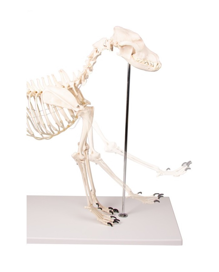 Scheletro di Cane a grandezza naturale Erler Zimmer VET1700 Scheletro di Cane a grandezza naturale Erler Zimmer VET1700