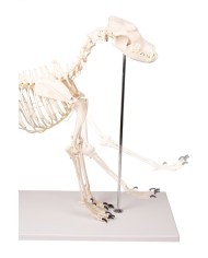 Scheletro di Cane a grandezza naturale Erler Zimmer VET1700 Scheletro di Cane a grandezza naturale Erler Zimmer VET1700