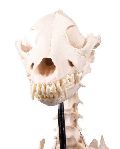 Scheletro di Cane a grandezza naturale Erler Zimmer VET1700