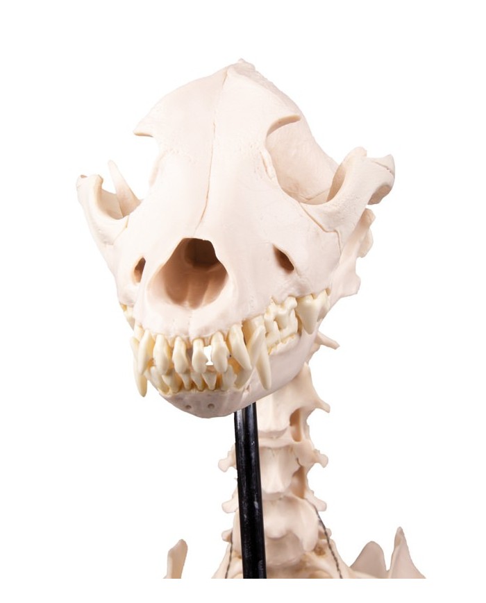 Scheletro di Cane a grandezza naturale Erler Zimmer VET1700 Scheletro di Cane a grandezza naturale Erler Zimmer VET1700