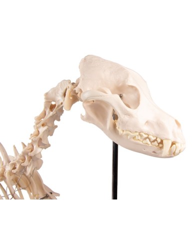 Scheletro di Cane a grandezza naturale Erler Zimmer VET1700