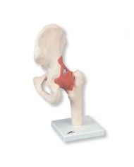 Modello funzionale di lusso dell'articolazione dell'anca 3B Scientific  A81/1 Modello funzionale di lusso dell'articolazione dell'anca 3B Scientific  A81/1