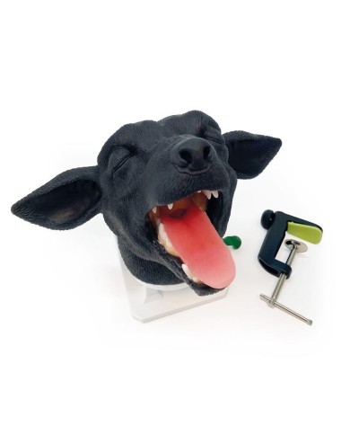 Testa di cane per simulazione pratica di intubazione