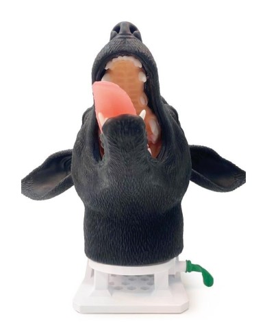 Testa di cane per simulazione pratica di intubazione