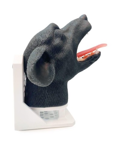 Testa di cane per simulazione pratica di intubazione