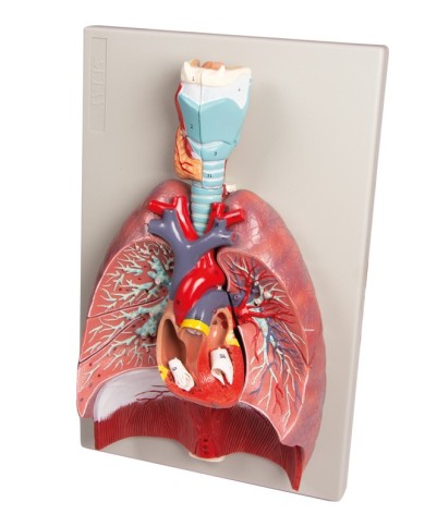 Erler Zimmer modello anatomico di polmoni cuore e laringe in 7 parti G115