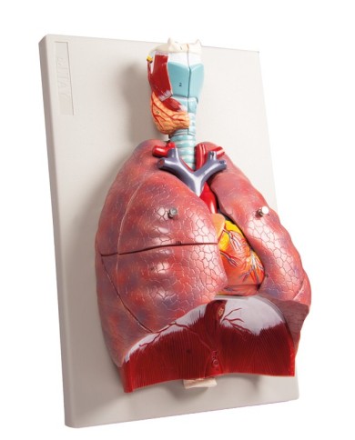 Erler Zimmer modello anatomico di polmoni cuore e laringe in 7 parti G115