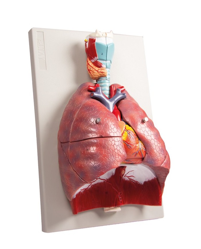 Erler Zimmer modello anatomico di polmoni cuore e laringe in 7 parti G115 Erler Zimmer modello anatomico di polmoni cuore e laringe in 7 parti G115