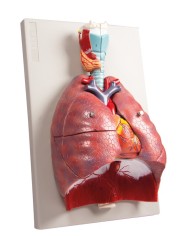 Erler Zimmer modello anatomico di polmoni cuore e laringe in 7 parti G115 Erler Zimmer modello anatomico di polmoni cuore e laringe in 7 parti G115