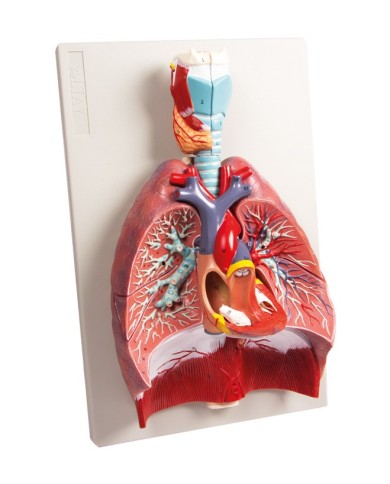Erler Zimmer modello anatomico di polmoni cuore e laringe in 7 parti G115