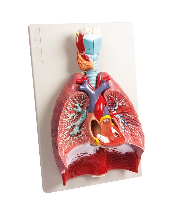 Erler Zimmer modello anatomico di polmoni cuore e laringe in 7 parti G115 Erler Zimmer modello anatomico di polmoni cuore e laringe in 7 parti G115