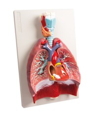 Erler Zimmer modello anatomico di polmoni cuore e laringe in 7 parti G115 Erler Zimmer modello anatomico di polmoni cuore e laringe in 7 parti G115
