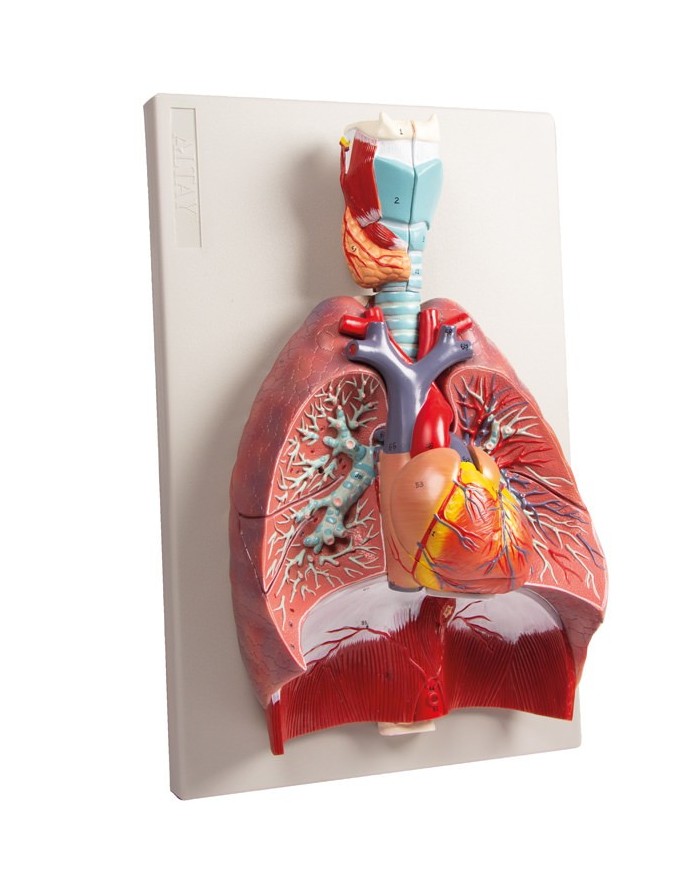 Erler Zimmer modello anatomico di polmoni cuore e laringe in 7 parti G115 Erler Zimmer modello anatomico di polmoni cuore e laringe in 7 parti G115