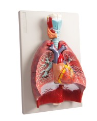 Erler Zimmer modello anatomico di polmoni cuore e laringe in 7 parti G115 Erler Zimmer modello anatomico di polmoni cuore e laringe in 7 parti G115