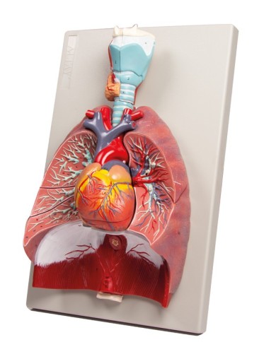 Erler Zimmer modello anatomico di polmoni cuore e laringe in 7 parti G115