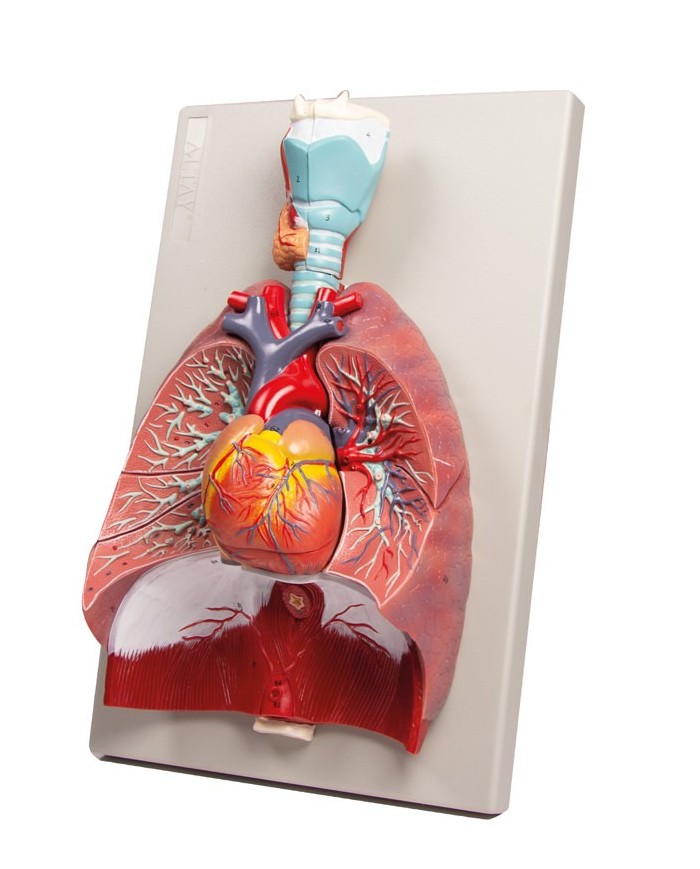 Erler Zimmer modello anatomico di polmoni cuore e laringe in 7 parti G115 Erler Zimmer modello anatomico di polmoni cuore e laringe in 7 parti G115
