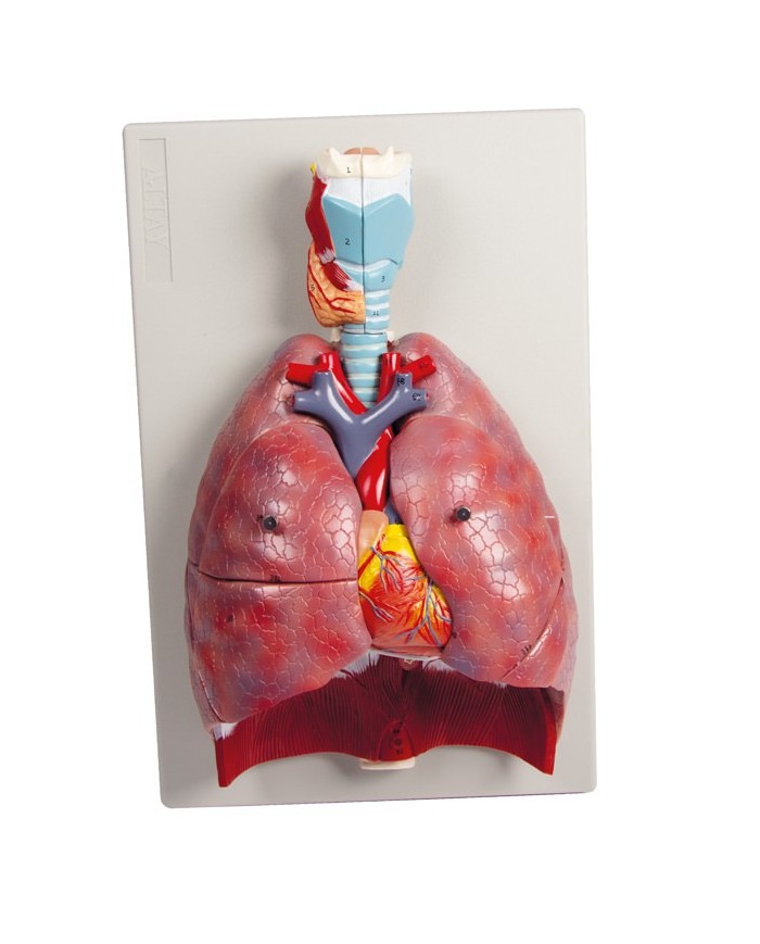 Erler Zimmer modello anatomico di polmoni cuore e laringe in 7 parti G115 Erler Zimmer modello anatomico di polmoni cuore e laringe in 7 parti G115