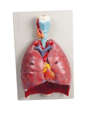 Erler Zimmer modello anatomico di polmoni cuore e laringe in 7 parti G115 Erler Zimmer modello anatomico di polmoni cuore e laringe in 7 parti G115