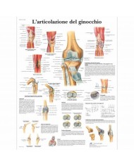 3B Scientific, tavola anatomica, L'articolazione del ginocchio (cod, VR4174UU)