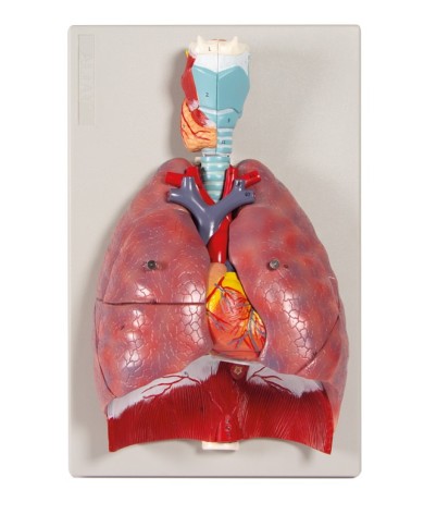 Erler Zimmer modello anatomico di polmoni cuore e laringe in 7 parti G115