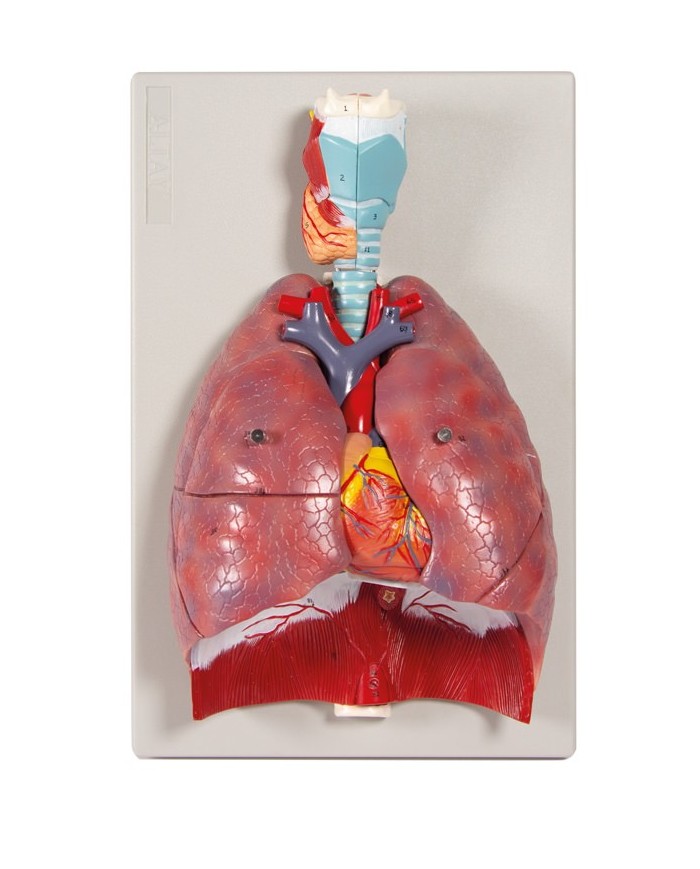 Erler Zimmer modello anatomico di polmoni cuore e laringe in 7 parti G115 Erler Zimmer modello anatomico di polmoni cuore e laringe in 7 parti G115