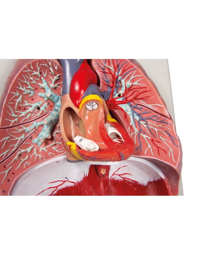 Erler Zimmer modello anatomico di polmoni cuore e laringe in 7 parti G115 Erler Zimmer modello anatomico di polmoni cuore e laringe in 7 parti G115