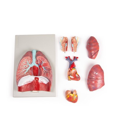 Erler Zimmer modello anatomico di polmoni cuore e laringe in 7 parti G115