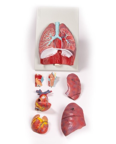 Erler Zimmer modello anatomico di polmoni cuore e laringe in 7 parti G115