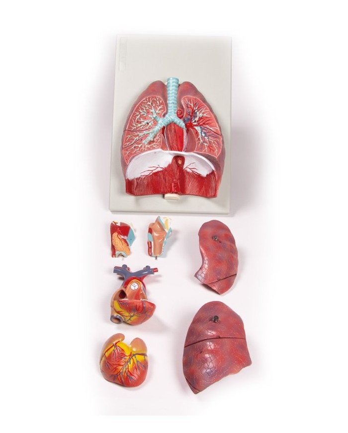 Erler Zimmer modello anatomico di polmoni cuore e laringe in 7 parti G115 Erler Zimmer modello anatomico di polmoni cuore e laringe in 7 parti G115