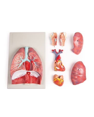 Erler Zimmer modello anatomico di polmoni cuore e laringe in 7 parti G115