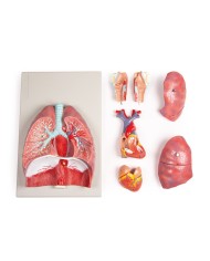Erler Zimmer modello anatomico di polmoni cuore e laringe in 7 parti G115 Erler Zimmer modello anatomico di polmoni cuore e laringe in 7 parti G115