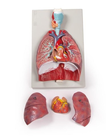 Erler Zimmer modello anatomico di polmoni cuore e laringe in 7 parti G115