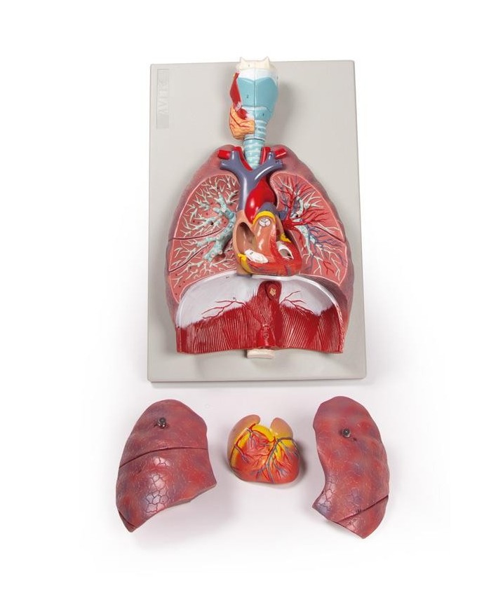 Erler Zimmer modello anatomico di polmoni cuore e laringe in 7 parti G115 Erler Zimmer modello anatomico di polmoni cuore e laringe in 7 parti G115