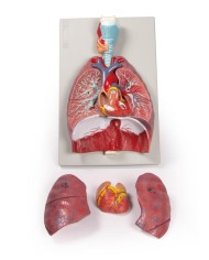 Erler Zimmer modello anatomico di polmoni cuore e laringe in 7 parti G115 Erler Zimmer modello anatomico di polmoni cuore e laringe in 7 parti G115