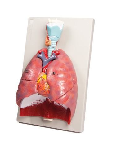 Erler Zimmer modello anatomico di polmoni cuore e laringe in 7 parti G115