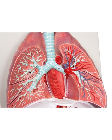 Erler Zimmer modello anatomico di polmoni cuore e laringe in 7 parti G115