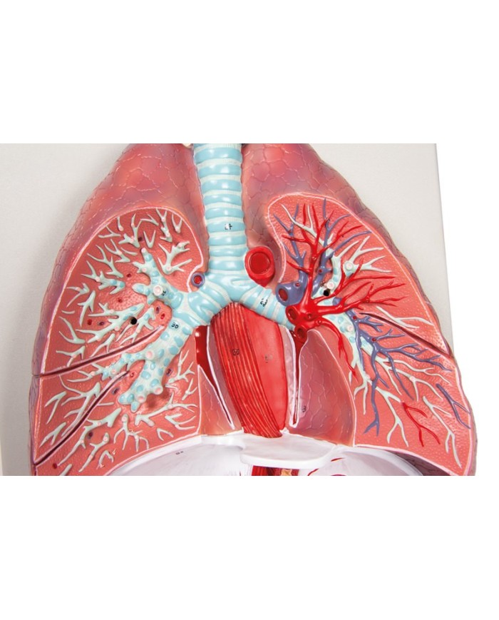 Erler Zimmer modello anatomico di polmoni cuore e laringe in 7 parti G115 Erler Zimmer modello anatomico di polmoni cuore e laringe in 7 parti G115