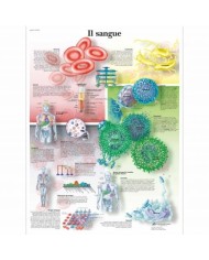 Il sangue  - Poster anatomia umana 3B scientific (cod, VR4379UU)