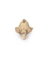 Tronco cerebrale anatomia isolata dal mesencefalo al midollo allungato E Tronco cerebrale anatomia isolata dal mesencefalo al midollo allungato E