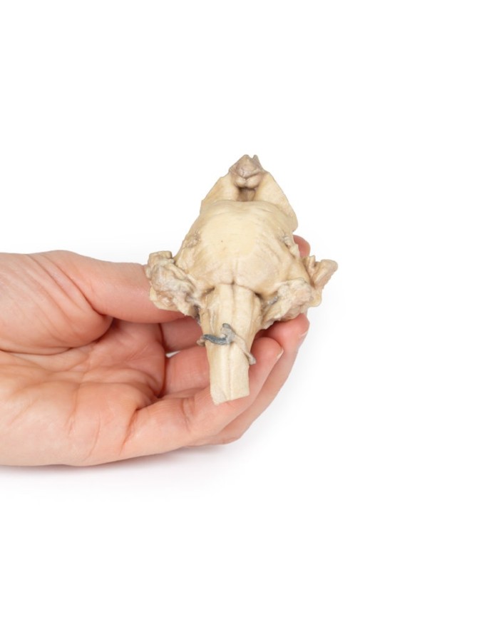 Tronco cerebrale anatomia isolata dal mesencefalo al midollo allungato E Tronco cerebrale anatomia isolata dal mesencefalo al midollo allungato E