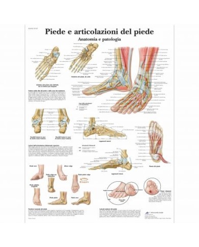 3B Scientific, tavola anatomica piede e articolazione del piede (cod, VR4176L) 3B Scientific, tavola anatomica piede e articolazione del piede (cod, VR4176L)