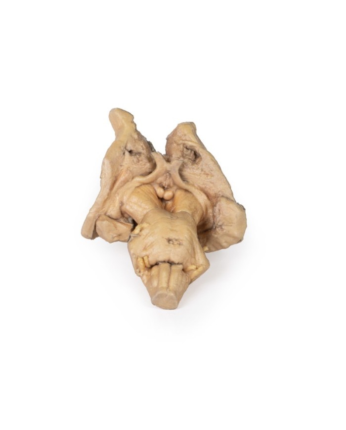 Tronco encefalico strutture cerebrali profonde e diencefaliche Erler Zim