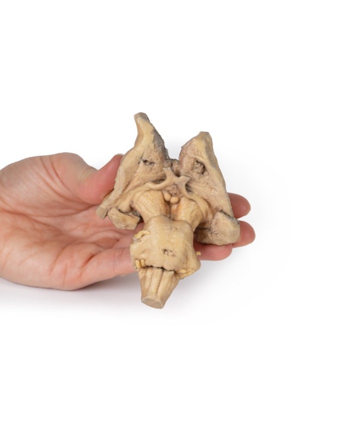 Tronco encefalico strutture cerebrali profonde e diencefaliche Erler Zim