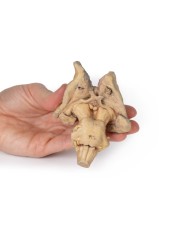 Tronco encefalico strutture cerebrali profonde e diencefaliche Erler Zim