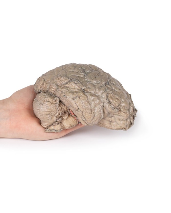 Emisezione cerebrale Erler Zimmer 3D anatomy Series MP1102